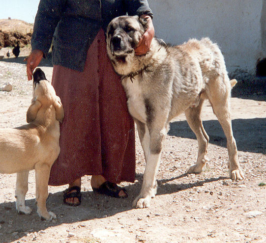 Kangal von Altin Arkadash Herzlich Willkommen